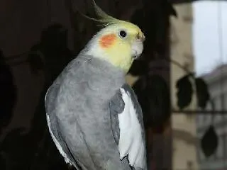 ゲストハウス Pension Mozart - Newly Renovated ウィーン